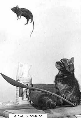 poze haioase catgame