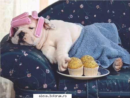 poze haioase doglife