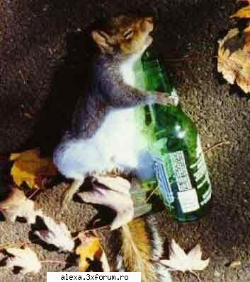 poze haioase apropo aly leelee