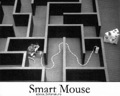 poze haioase booom!!!