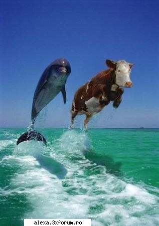 poze haioase parca ziceai iesi oricum vacile inoata mai nou