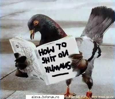 poze haioase manual pentru porumbei