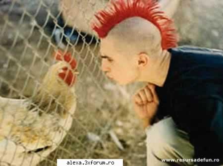 poze haioase animal urat