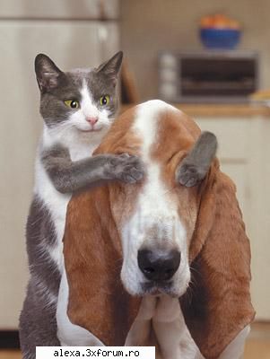 poze haioase guess who?