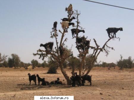 poze haioase cum ajuns acolo? :-/