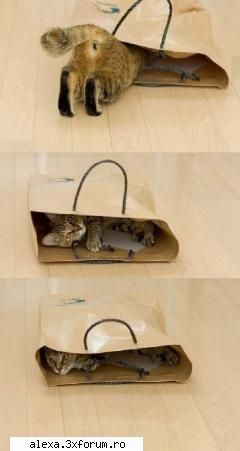 poze haioase hide and seek