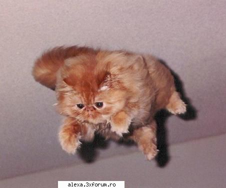 poze haioase pisica zburatoare