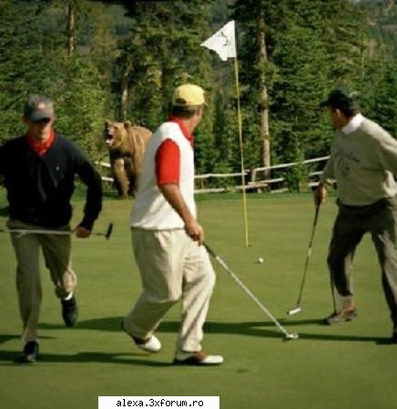 poze haioase beware bears