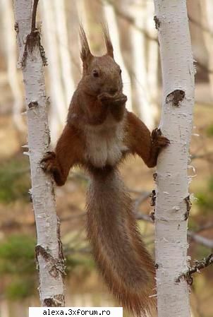 poze haioase veveritza ninja