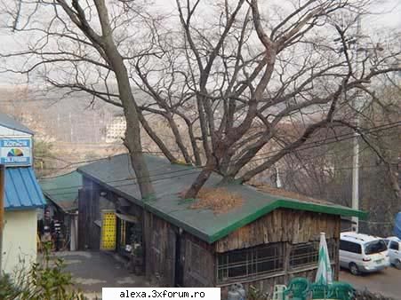 poze haioase care fost primul? copacul sau casa?