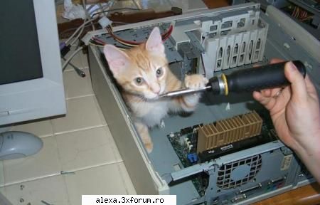 noul mecanik sef poze haioase 2