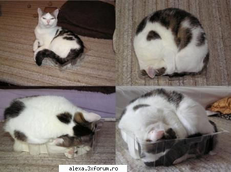 poze haioase pisik cutie