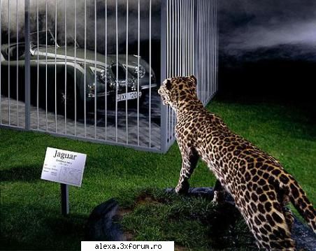 poze haioase noul jaguar