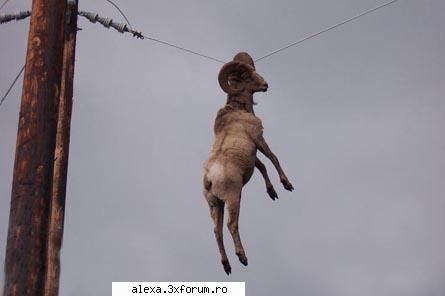 poze haioase cum ajuns acolo?