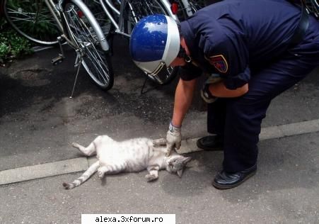 esti arestat poze haioase 2