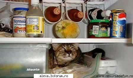 poze haioase perfecta