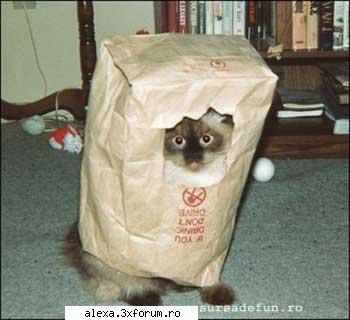 poze haioase perfecta partea 3-a