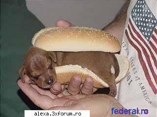 poze haioase hot dog