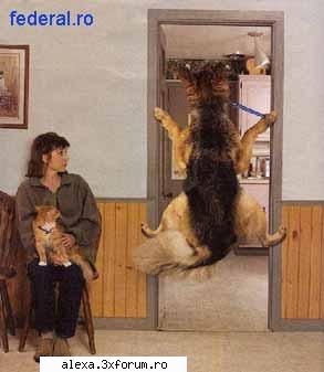 poze haioase veterinar