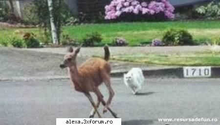 poze haioase marele vanator alb