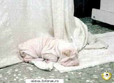 poze haioase comment