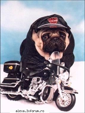 poze haioase shmeker