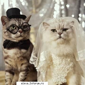 poze haioase sot sotie