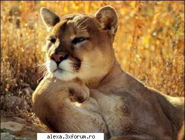 poze haioase ganduri