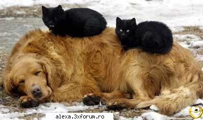 poze haioase prieteni buni