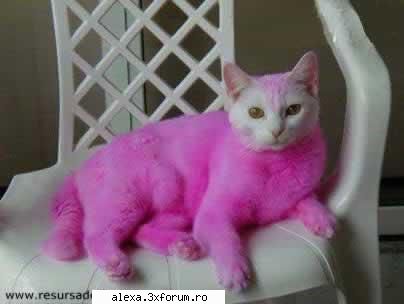 poze haioase too pink