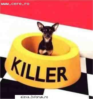 poze haioase gata facut rost poza ziceti tare