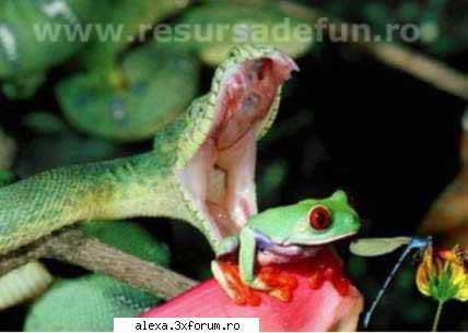 poze haioase watch your back