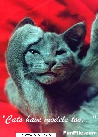 model poze haioase 2