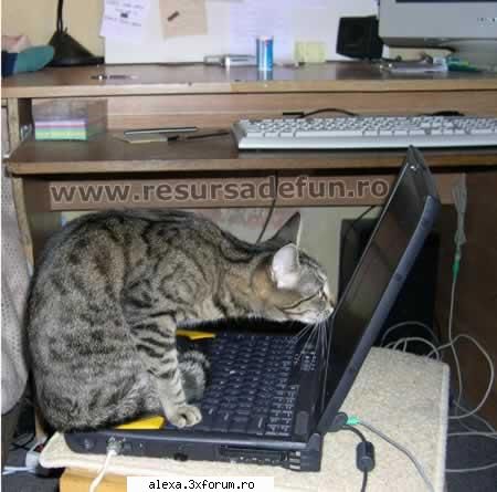 poze haioase scrie acolo?