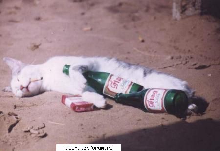 poze haioase drunk