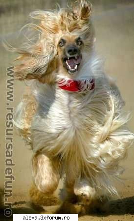 turbat poze haioase 2