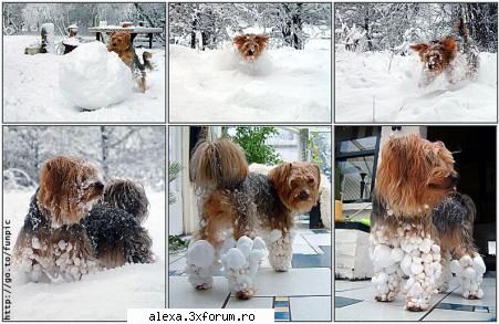 poze haioase bulgare zapada