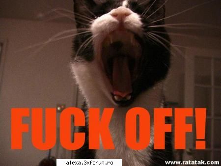 poze haioase exact scrie acolo, sis