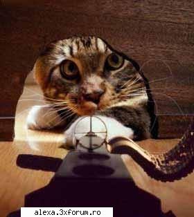 poze haioase evil mouse