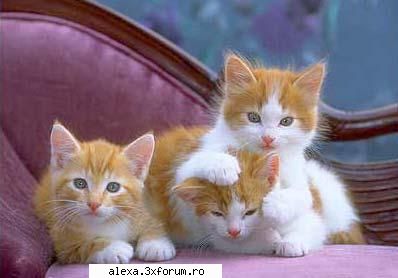 poze haioase eu, lele aly