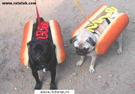 poze haioase hotdogs