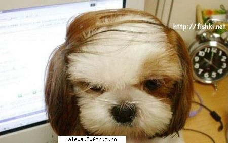 poze haioase traisaca noua conducere statului!