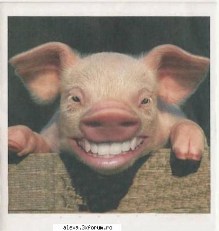 poze haioase alta poza dorian