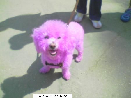 poze haioase crede cam mult roz