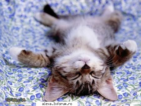 poze haioase zis cineva seman tot timpul imi somn (only_me)