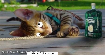 poze haioase mah cosmo vad sloganul tau " bea bea lasa " dar tre' sa-ti zic luat-o