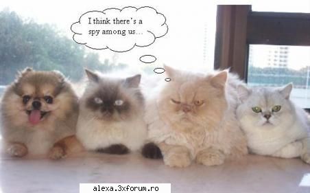 poze haioase tare poza