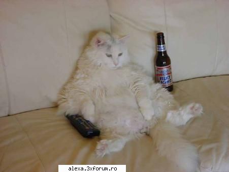 poze haioase marfa pisica :p. asa credeam