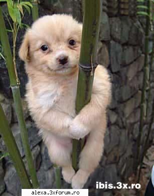 poze haioase cainele asta lasa;