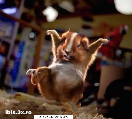 poze haioase bate rau!